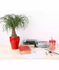 Vigoro 6 in. Ponytail Palm Indoor Plant in Small White Ribbed Plastic Decor Planter (2-Pack) -Outdoor Plant Life vigoro indoor plants co pony 3 vi wh c3 1000