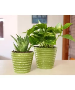 Vigoro 6 in. Golden Pothos Indoor Plant in Small White Ribbed Plastic Decor Planter (2-Pack) -Outdoor Plant Life vigoro indoor plants co poth 3 vi wh 44 1000