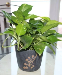 Vigoro 6 in. Golden Pothos Indoor Plant in Small White Ribbed Plastic Decor Planter (2-Pack) -Outdoor Plant Life vigoro indoor plants co poth 3 vi wh 4f 1000