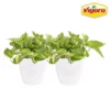 Vigoro 6 in. Golden Pothos Indoor Plant in Small White Ribbed Plastic Decor Planter (2-Pack) -Outdoor Plant Life vigoro indoor plants co poth 3 vi wh 64 1000