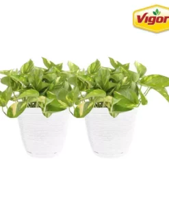 Vigoro 6 in. Golden Pothos Indoor Plant in Small White Ribbed Plastic Decor Planter (2-Pack)
