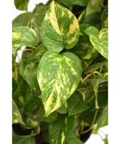 Vigoro 6 in. Golden Pothos Indoor Plant in Small White Ribbed Plastic Decor Planter (2-Pack) -Outdoor Plant Life vigoro indoor plants co poth 3 vi wh 77 1000