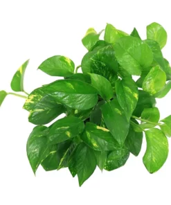 Vigoro 6 in. Golden Pothos Indoor Plant in Small White Ribbed Plastic Decor Planter (2-Pack) -Outdoor Plant Life vigoro indoor plants co poth 3 vi wh c3 1000