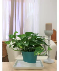 Vigoro 6 in. Golden Pothos Indoor Plant in Small White Ribbed Plastic Decor Planter (2-Pack) -Outdoor Plant Life vigoro indoor plants co poth 3 vi wh fa 1000