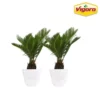 Vigoro 6 in. Sago Indoor Plant in Small White Ribbed Plastic Decor Planter (2-Pack) -Outdoor Plant Life vigoro indoor plants co sago 3 vi wh 64 1000