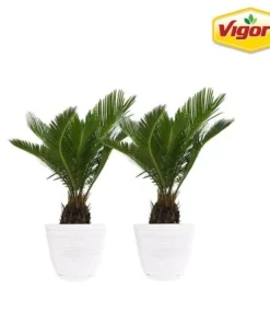 Vigoro 6 in. Sago Indoor Plant in Small White Ribbed Plastic Decor Planter (2-Pack)