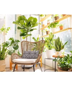 Vigoro 6 in. Grower's Choice Snake Plant (Sansevieria) in Small White Ribbed Plastic Decor Planter (2-Pack) -Outdoor Plant Life vigoro indoor plants co sl07 3 vi wh 44 1000