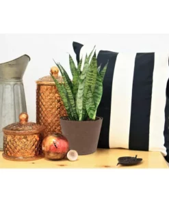 Vigoro 6 in. Grower's Choice Snake Plant (Sansevieria) in Small White Ribbed Plastic Decor Planter (2-Pack) -Outdoor Plant Life vigoro indoor plants co sl07 3 vi wh 4f 1000