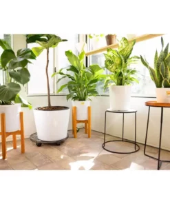 Vigoro 6 in. Grower's Choice Snake Plant (Sansevieria) in Small White Ribbed Plastic Decor Planter (2-Pack) -Outdoor Plant Life vigoro indoor plants co sl07 3 vi wh 76 1000