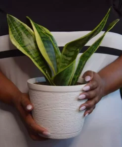 Vigoro 6 in. Grower's Choice Snake Plant (Sansevieria) in Small White Ribbed Plastic Decor Planter (2-Pack) -Outdoor Plant Life vigoro indoor plants co sl07 3 vi wh a0 1000