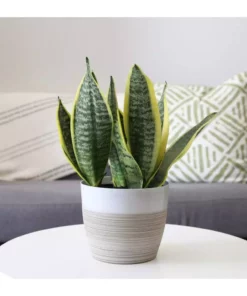 Vigoro 6 in. Grower's Choice Snake Plant (Sansevieria) in Small White Ribbed Plastic Decor Planter (2-Pack) -Outdoor Plant Life vigoro indoor plants co sl07 3 vi wh c3 1000