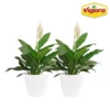 Vigoro 6 in. Peace Lily Indoor Plant in Small White Ribbed Plastic Decor Planter (2-Pack) -Outdoor Plant Life vigoro indoor plants co sy06 3 vi wh 64 1000