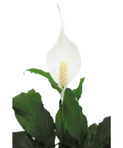 Vigoro 6 in. Peace Lily Indoor Plant in Small White Ribbed Plastic Decor Planter (2-Pack) -Outdoor Plant Life vigoro indoor plants co sy06 3 vi wh 77 1000
