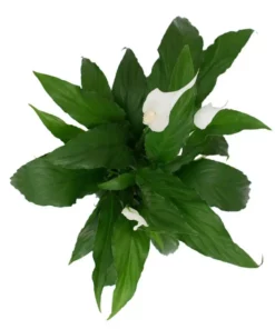 Vigoro 6 in. Peace Lily Indoor Plant in Small White Ribbed Plastic Decor Planter (2-Pack) -Outdoor Plant Life vigoro indoor plants co sy06 3 vi wh fa 1000