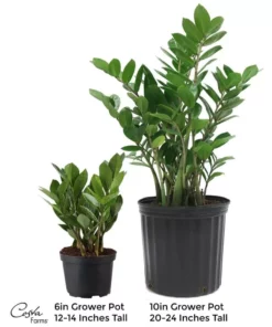 Vigoro 6 in. ZZ Indoor Plant in Small White Ribbed Plastic Decor Planter (2-Pack) -Outdoor Plant Life vigoro indoor plants co zz vi wh 1f 1000