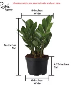 Vigoro 6 in. ZZ Indoor Plant in Small White Ribbed Plastic Decor Planter (2-Pack) -Outdoor Plant Life vigoro indoor plants co zz vi wh 44 1000