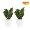 Vigoro 6 in. ZZ Indoor Plant in Small White Ribbed Plastic Decor Planter (2-Pack) -Outdoor Plant Life vigoro indoor plants co zz vi wh 64 1000