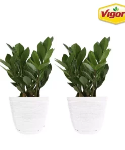 Vigoro 6 in. ZZ Indoor Plant in Small White Ribbed Plastic Decor Planter (2-Pack)