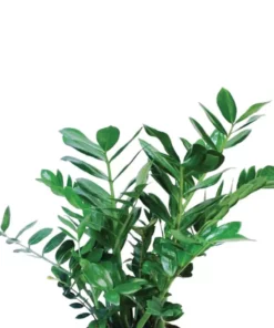 Vigoro 6 in. ZZ Indoor Plant in Small White Ribbed Plastic Decor Planter (2-Pack) -Outdoor Plant Life vigoro indoor plants co zz vi wh c3 1000