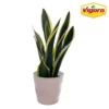 Vigoro 6 in. Sansevieria Snake Plant in Black Decor Pot -Outdoor Plant Life vigoro indoor plants sans6vigoro 64 1000