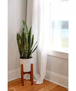 Vigoro 6 in. Sansevieria Snake Plant in Black Decor Pot -Outdoor Plant Life vigoro indoor plants sans6vigoro c3 1000