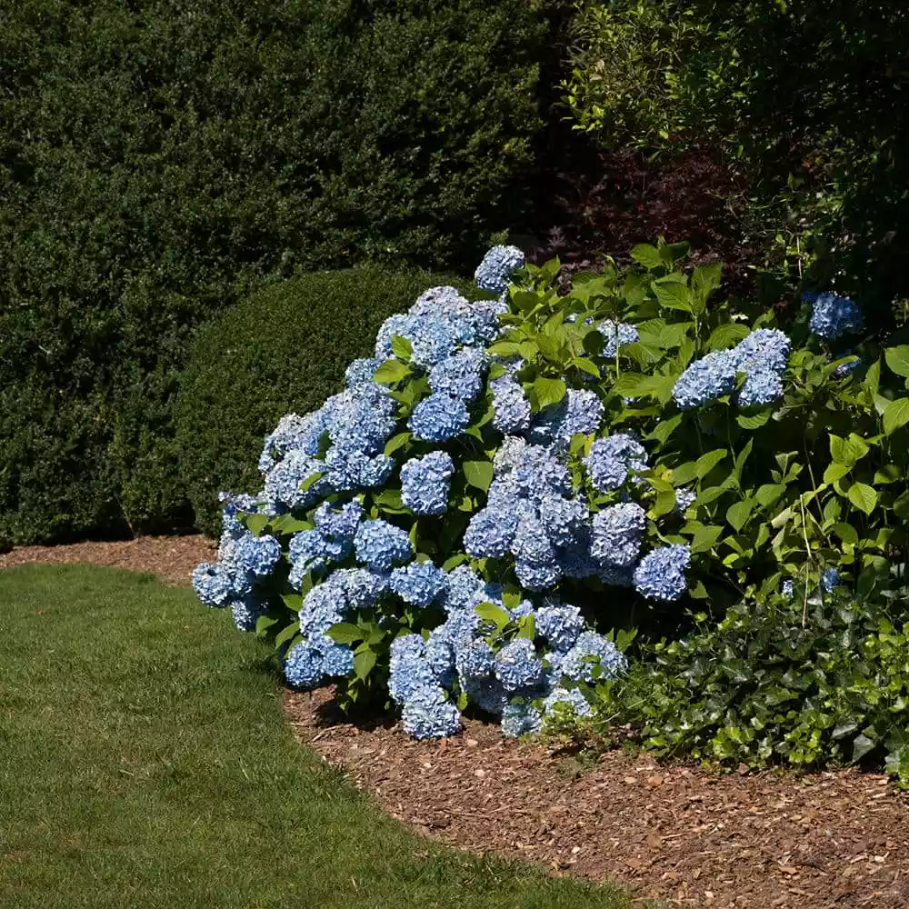 Vigoro 4 ft. x 100 ft. Matrix Grid Heavy-Duty Landscape Fabric (4-Pack) 8 Vigoro 4 ft. x 100 ft. Matrix Grid Heavy-Duty Landscape Fabric (4-Pack) - Image 6