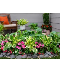 Vigoro 2.5 Qt. Green Variegated Patriot Hosta Perennial Plant (3-Pack) 9 Vigoro 2.5 Qt. Green Variegated Patriot Hosta Perennial Plant (3-Pack) -Outdoor Plant Life vigoro perennials 4035 31 1000