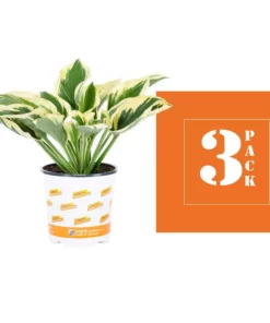 Vigoro 2.5 Qt. Green Variegated Patriot Hosta Perennial Plant (3-Pack) 8 Vigoro 2.5 Qt. Green Variegated Patriot Hosta Perennial Plant (3-Pack) -Outdoor Plant Life vigoro perennials 4035 4f 1000