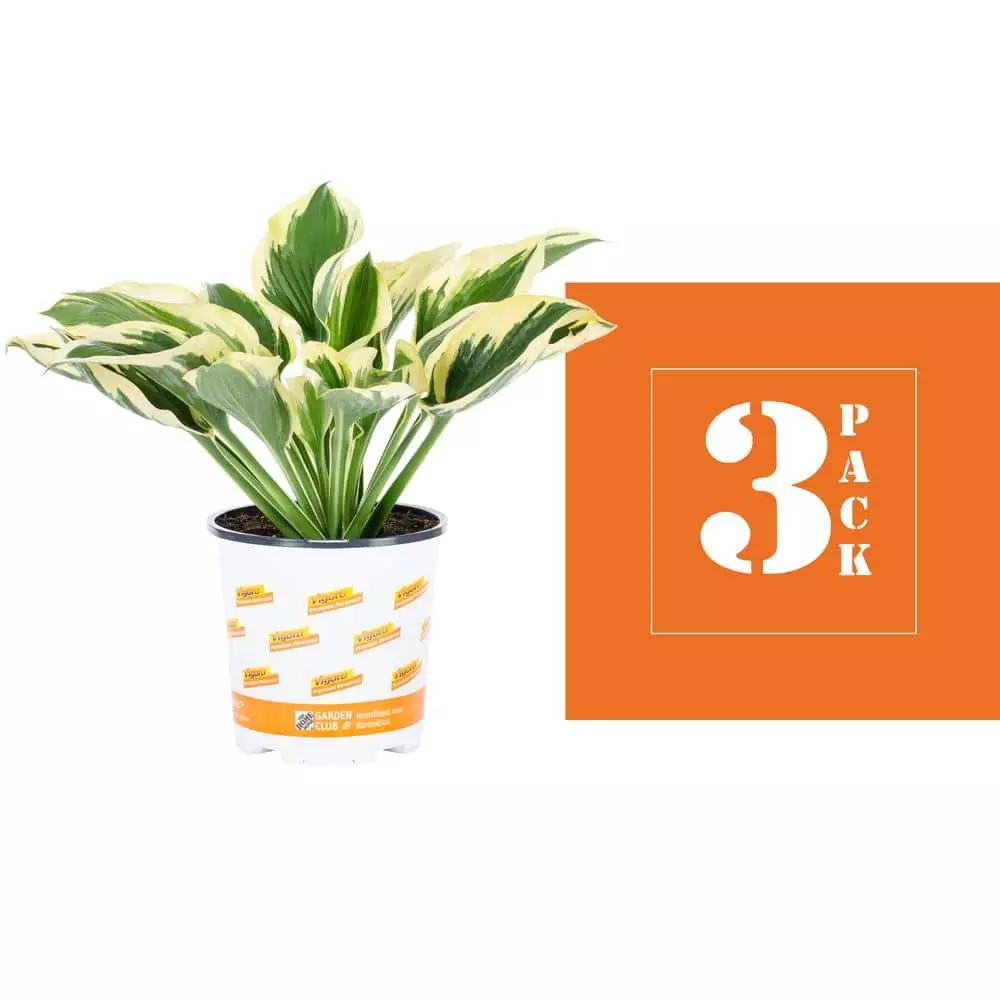 Vigoro 2.5 Qt. Green Variegated Patriot Hosta Perennial Plant (3-Pack) 5 Vigoro 2.5 Qt. Green Variegated Patriot Hosta Perennial Plant (3-Pack) - Image 3