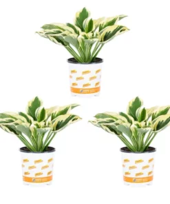 Vigoro 2.5 Qt. Green Variegated Patriot Hosta Perennial Plant (3-Pack)