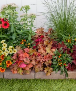 Vigoro 2.5 Qt. Indian Summer Cranberry Heuchera Coral Bells Perennial Plant (3-Pack) -Outdoor Plant Life vigoro perennials 4267 1f 1000