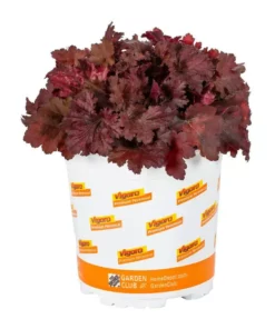 Vigoro 2.5 Qt. Indian Summer Cranberry Heuchera Coral Bells Perennial Plant (3-Pack) -Outdoor Plant Life vigoro perennials 4267 4f 1000