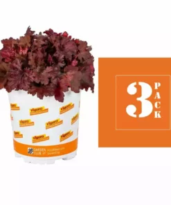 Vigoro 2.5 Qt. Indian Summer Cranberry Heuchera Coral Bells Perennial Plant (3-Pack) -Outdoor Plant Life vigoro perennials 4267 c3 1000