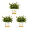 Vigoro 2.5 Qt. Fern Hardy Autumn Perennial Plant (3-Pack) -Outdoor Plant Life vigoro perennials 4542 64 1000
