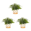 Vigoro 2.5 Qt. Fern Hardy Japanese Painted Perennial Plant (3-Pack) -Outdoor Plant Life vigoro perennials 4543 64 1000