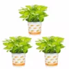 Vigoro 2.5 Qt. Hosta Rainforest Sunrise Perennial Plant (3-Pack) 2 Vigoro 2.5 Qt. Hosta Rainforest Sunrise Perennial Plant (3-Pack) -Outdoor Plant Life vigoro perennials 4550 64 1000