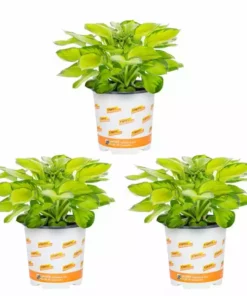 Vigoro 2.5 Qt. Hosta Rainforest Sunrise Perennial Plant (3-Pack)