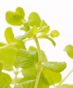 1 Pt. Vigoro Accent Lysimachia Creeping Jenny Green Perennial Plant (6-Pack) -Outdoor Plant Life vigoro perennials 5122 4f 1000