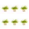 1 Pt. Vigoro Accent Lysimachia Creeping Jenny Green Perennial Plant (6-Pack) -Outdoor Plant Life vigoro perennials 5122 64 1000