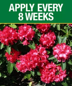 Vigoro 3.5 lb. All Season Azalea Camellia and Rhododendron Plant Food (10-8-8) -Outdoor Plant Life vigoro plant food fertilizer 124248 1f 1000