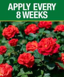 Vigoro 3.5 lb. All Season Rose Plant Food (12-6-10) -Outdoor Plant Life vigoro plant food fertilizer 124250 1f 1000