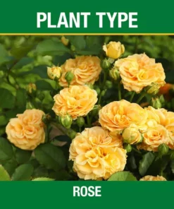 Vigoro 3.5 lb. All Season Rose Plant Food (12-6-10) -Outdoor Plant Life vigoro plant food fertilizer 124250 c3 1000