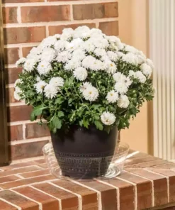 Vigoro 12 in. Plastic Deep Planter Liner 9 Vigoro 12 in. Plastic Deep Planter Liner -Outdoor Plant Life vigoro plant liners dl12vg 1f 1000