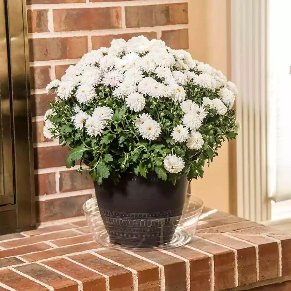 Vigoro 12 in. Plastic Deep Planter Liner 6 Vigoro 12 in. Plastic Deep Planter Liner - Image 4