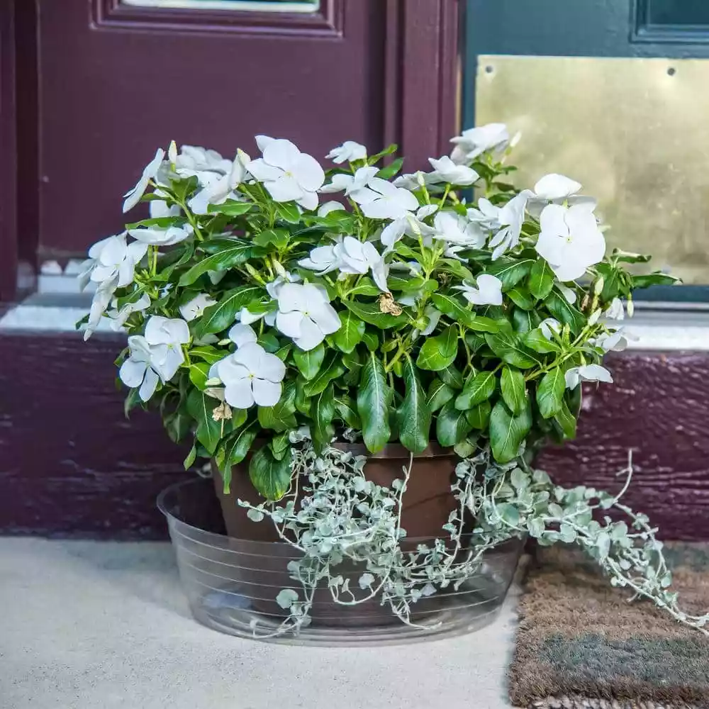 Vigoro 12 in. Plastic Deep Planter Liner 4 Vigoro 12 in. Plastic Deep Planter Liner - Image 2