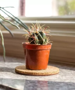 Vigoro 4 in. Cork Mat -Outdoor Plant Life vigoro planter saucers cm4phbdi 4f 1000