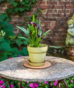 Vigoro 6 in. Cork Mat -Outdoor Plant Life vigoro planter saucers cm6phbdi 44 1000