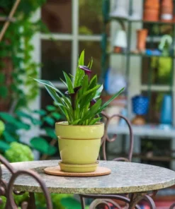 Vigoro 6 in. Cork Mat -Outdoor Plant Life vigoro planter saucers cm6phbdi fa 1000