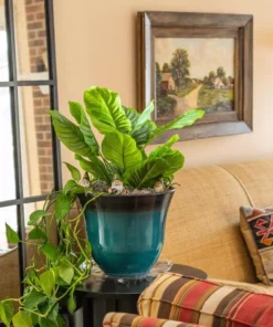 Vigoro 12 in. Heavy Duty Plant Saucer -Outdoor Plant Life vigoro planter saucers sp12vg 44 1000