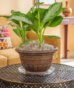 Vigoro 14 in. Heavy Duty Plant Saucer -Outdoor Plant Life vigoro planter saucers sp14vg fa 1000